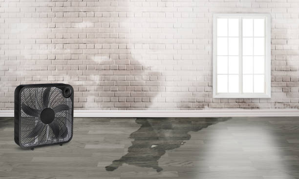 Best Water damage cleanup near me  in Iva, SC